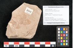 Foto (Objekt + Etikett) von Rhytisma feroniae Ettingshausen (NHMW-GEO-2024-0188-6392)